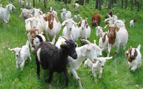 Herd of Goats walking through a field